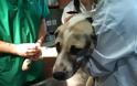 Σε κτηνιατρείο στην Πάτρα η σκυλίτσα της Κλειτοριας Καλαβρύτων που δέχθηκε πυροβολισμό στο στόμα - Φωτογραφία 4