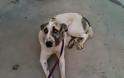 Σε κτηνιατρείο στην Πάτρα η σκυλίτσα της Κλειτοριας Καλαβρύτων που δέχθηκε πυροβολισμό στο στόμα - Φωτογραφία 5