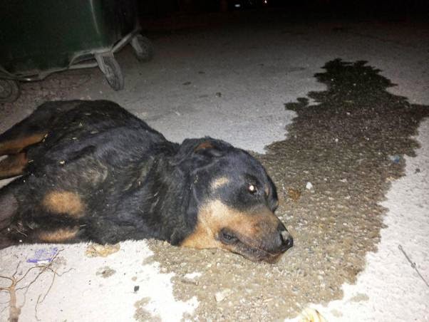 Βαρέθηκε τον σκύλο του και το πέταξε ζωντανό στα σκουπίδια - Φωτογραφία 2