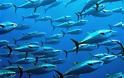 Ανάκαμψη του πληθυσμού του Ατλαντικού τόνου μετά από χρόνια