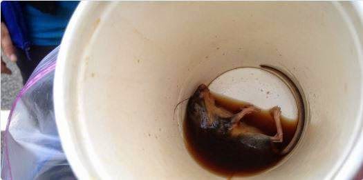 ΜΗ ΣΟΥ ΤΥΧΕΙ: Πήρε τον πρωινό του καφέ από τα McDonald’s και δείτε τι βρήκε μέσα... [photo] - Φωτογραφία 2