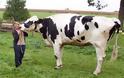 Αυτή είναι η ψηλότερη αγελάδα στον πλανήτη! [video]