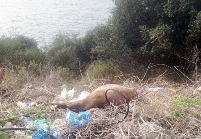 Μέχρι τον Αμβρακικό η ρίψη νεκρών ζώων από τους κτηνοτρόφους! - Φωτογραφία 2