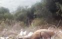Μέχρι τον Αμβρακικό η ρίψη νεκρών ζώων από τους κτηνοτρόφους! - Φωτογραφία 1