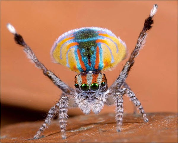 Aσυνήθιστη αυστραλιανή αράχνη-κόσμημα! - Φωτογραφία 1