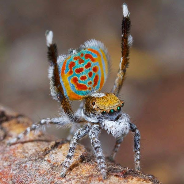Aσυνήθιστη αυστραλιανή αράχνη-κόσμημα! - Φωτογραφία 2
