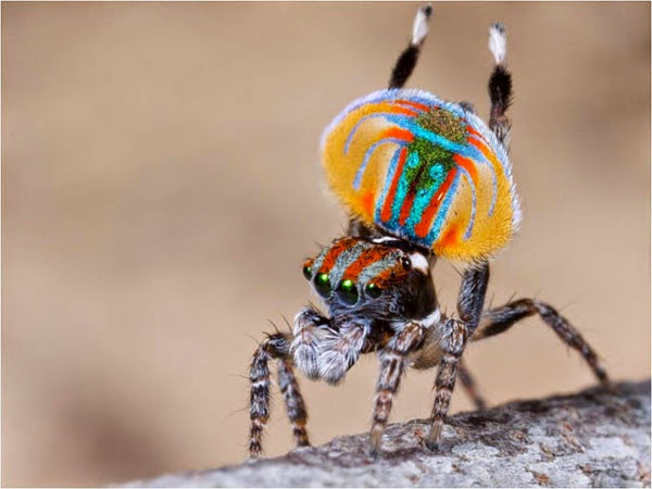 Aσυνήθιστη αυστραλιανή αράχνη-κόσμημα! - Φωτογραφία 3