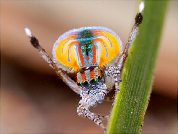 Aσυνήθιστη αυστραλιανή αράχνη-κόσμημα! - Φωτογραφία 4