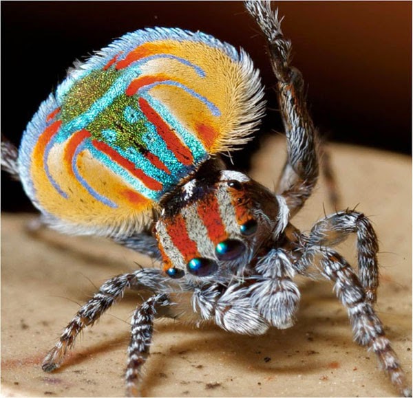 Aσυνήθιστη αυστραλιανή αράχνη-κόσμημα! - Φωτογραφία 5