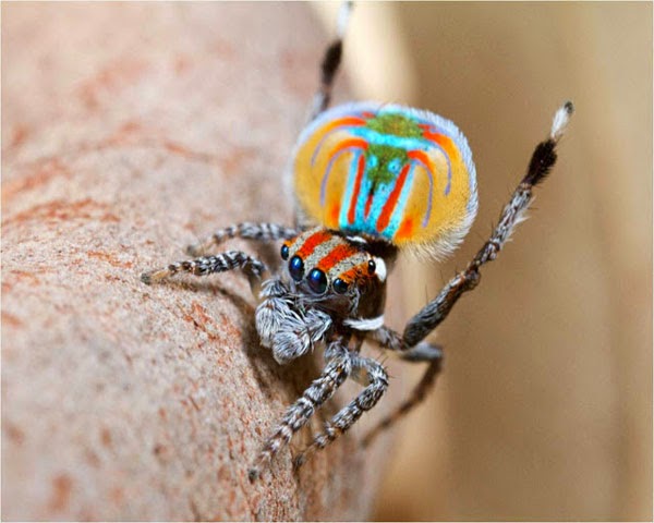 Aσυνήθιστη αυστραλιανή αράχνη-κόσμημα! - Φωτογραφία 6