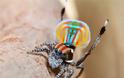Aσυνήθιστη αυστραλιανή αράχνη-κόσμημα! - Φωτογραφία 6
