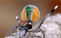 Aσυνήθιστη αυστραλιανή αράχνη-κόσμημα! - Φωτογραφία 7