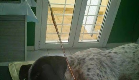 Άγιοι Θεόδωροι Κορινθίας: Σκότωσαν με βέλος τοξοβολίας την σκυλίτσα - Φωτογραφία 1