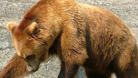 Αρκούδα τρεφόταν από το σώμα νεκρού 65χρονου! - Φωτογραφία 1