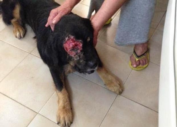 Πάτρα: Φρίκη στην Εγλυκάδα - Πυροβόλησαν σκύλο στο μάτι - Φωτογραφία 2