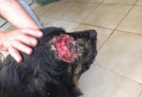 Πάτρα: Φρίκη στην Εγλυκάδα - Πυροβόλησαν σκύλο στο μάτι - Φωτογραφία 3