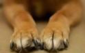 Πάτρα: Φρίκη στην Εγλυκάδα - Πυροβόλησαν σκύλο στο μάτι - Φωτογραφία 1