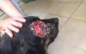 Πάτρα: Φρίκη στην Εγλυκάδα - Πυροβόλησαν σκύλο στο μάτι - Φωτογραφία 3