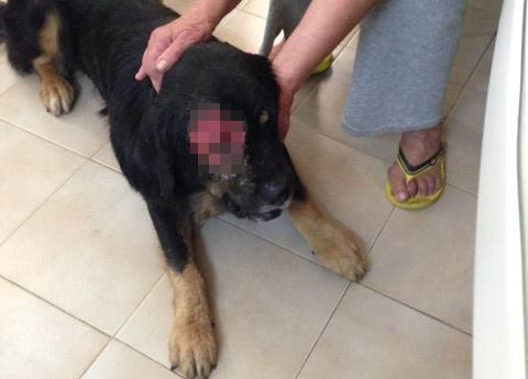 ΠΡΟΣΟΧΗ ΣΚΛΗΡΕΣ ΕΙΚΟΝΕΣ: Ανθρωπόμορφα τέρατα στην Πάτρα πυροβόλησαν σκυλί στο κεφάλι... - Φωτογραφία 2