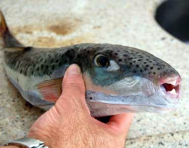Κεφαλονιά: Το επικίνδυνο ψάρι λαγοκέφαλος εμφανίστηκε ξανά - Φωτογραφία 1