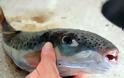 Κεφαλονιά: Το επικίνδυνο ψάρι λαγοκέφαλος εμφανίστηκε ξανά