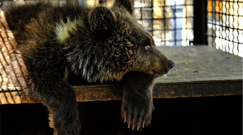 Αρκούδα ξερίζωσε το χέρι εννιάχρονου σε ζωολογικό κήπο! - Φωτογραφία 1