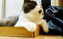 Πάθηση που προσβάλλει μια γάτα ανά 70.000: Γνωρίστε τον Μπάνιε, τον πιο απορημένο γάτο του κόσμου... [photo]