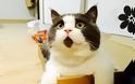 Πάθηση που προσβάλλει μια γάτα ανά 70.000: Γνωρίστε τον Μπάνιε, τον πιο απορημένο γάτο του κόσμου... [photo] - Φωτογραφία 3