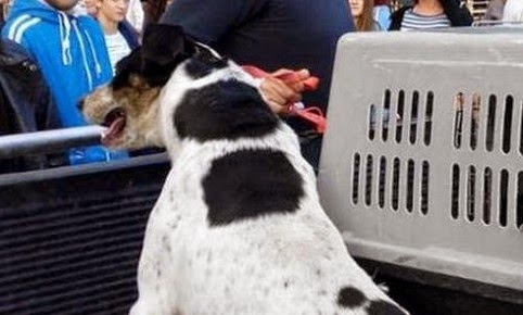 Πιάστηκαν στα χέρια για τα αδέσποτα στο Βόλο...Καταγγέλλουν τον Δήμαρχο για παράνομο εγκλεισμό σκυλιών! [photos] - Φωτογραφία 1