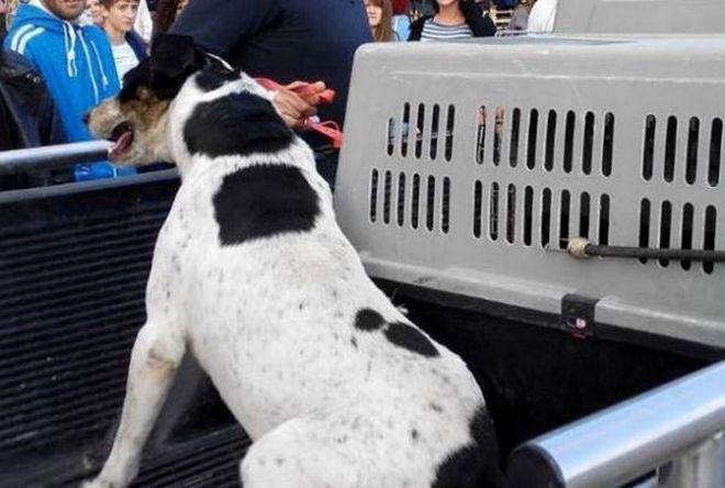 Πιάστηκαν στα χέρια για τα αδέσποτα στο Βόλο...Καταγγέλλουν τον Δήμαρχο για παράνομο εγκλεισμό σκυλιών! [photos] - Φωτογραφία 3