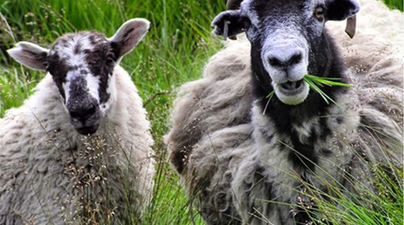 Πρόβατα έφαγαν μαριχουάνα αξίας 5.000 ευρώ ! - Φωτογραφία 1