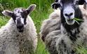 Πρόβατα έφαγαν μαριχουάνα αξίας 5.000 ευρώ !