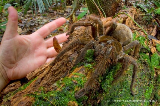 ΤΡΟΜΑΚΤΙΚΟ: Δείτε την αράχνη που έχει μέγεθος κουταβιού και τρώει πουλιά [photo] - Φωτογραφία 2