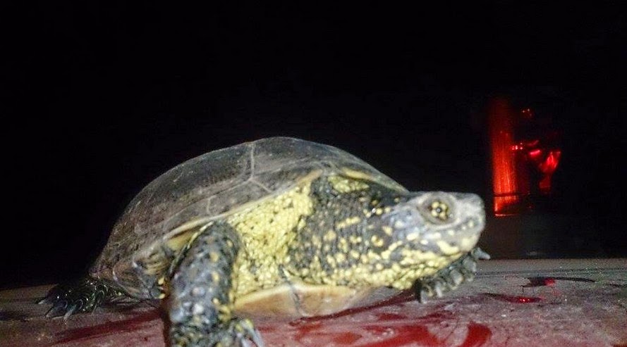 Γλίτωσε από τη φωτιά η χελωνίτσα και έγινε κάτοικος Οκτωνιάς - Φωτογραφία 3