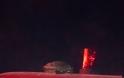 Γλίτωσε από τη φωτιά η χελωνίτσα και έγινε κάτοικος Οκτωνιάς - Φωτογραφία 2