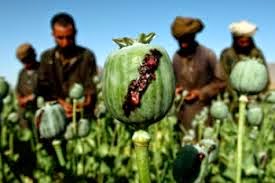 Σε επίπεδα ρεκόρ η καλλιέργεια οπίου στο Αφγανιστάν - Φωτογραφία 1