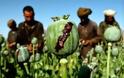 Σε επίπεδα ρεκόρ η καλλιέργεια οπίου στο Αφγανιστάν