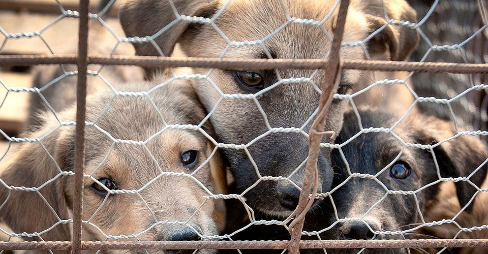 Ο Δήμος Αμαρουσίου καταδικάζει απερίφραστα το νέο περιστατικό θανάτωσης δύο αδέσποτων ζώων στο Μαρούσι... - Φωτογραφία 1