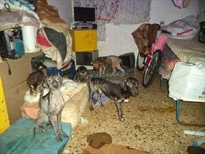 Φωτογραφίες που σοκάρουν: Γερμανίδα στο Ηράκλειο είχε μετατρέψει το σπίτι της σε κολαστήριο ζώων - Φωτογραφία 1