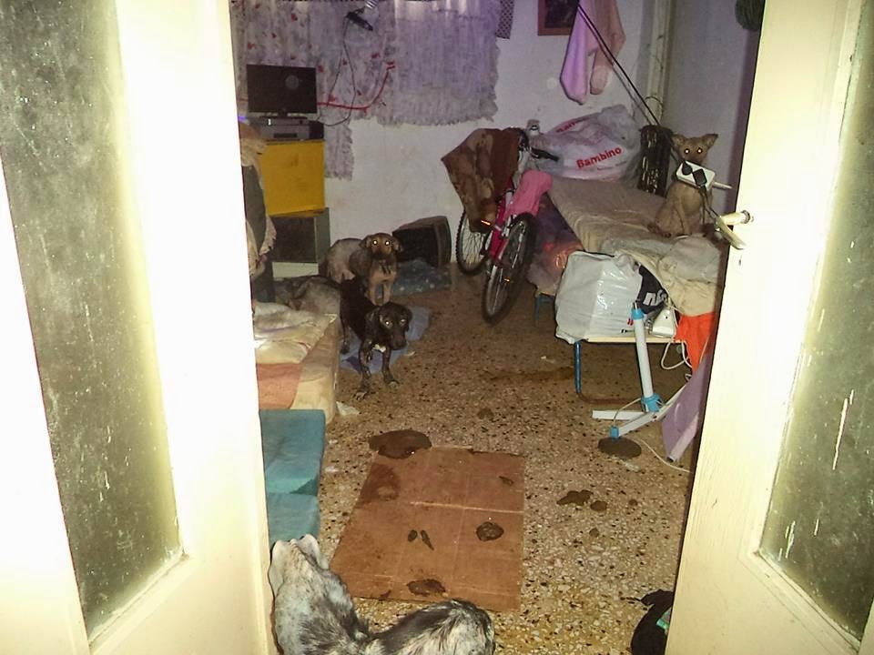 Φωτογραφίες που σοκάρουν: Γερμανίδα στο Ηράκλειο είχε μετατρέψει το σπίτι της σε κολαστήριο ζώων - Φωτογραφία 3