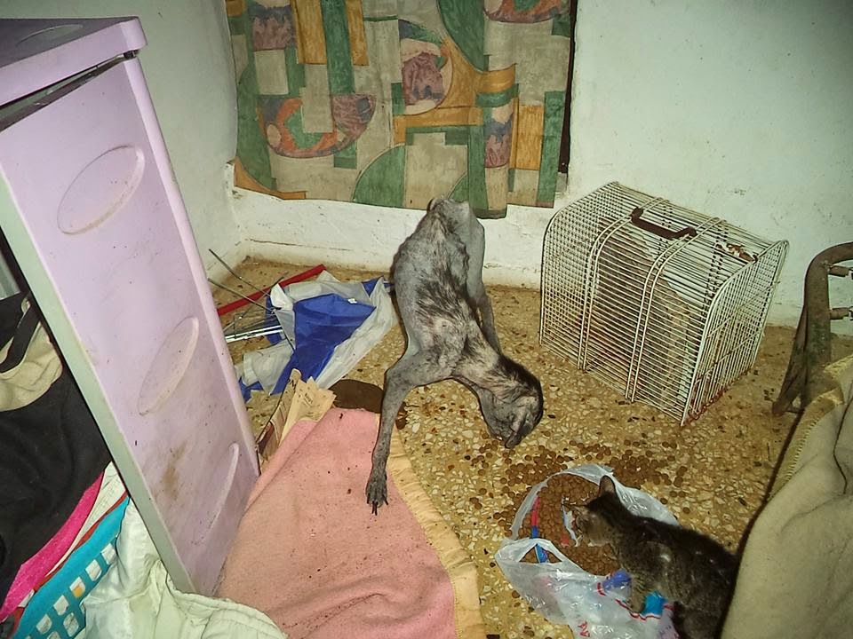 Φωτογραφίες που σοκάρουν: Γερμανίδα στο Ηράκλειο είχε μετατρέψει το σπίτι της σε κολαστήριο ζώων - Φωτογραφία 5