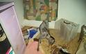 Φωτογραφίες που σοκάρουν: Γερμανίδα στο Ηράκλειο είχε μετατρέψει το σπίτι της σε κολαστήριο ζώων - Φωτογραφία 5