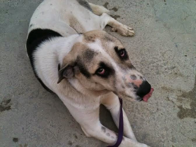 Η Φωτεινούλα, η σκυλίτσα που βρέθηκε πυροβολημένη στο κεφάλι στη Κλειτόρια Καλαβρύτων, χειρουργήθηκε και είναι καλά - Φωτογραφία 1
