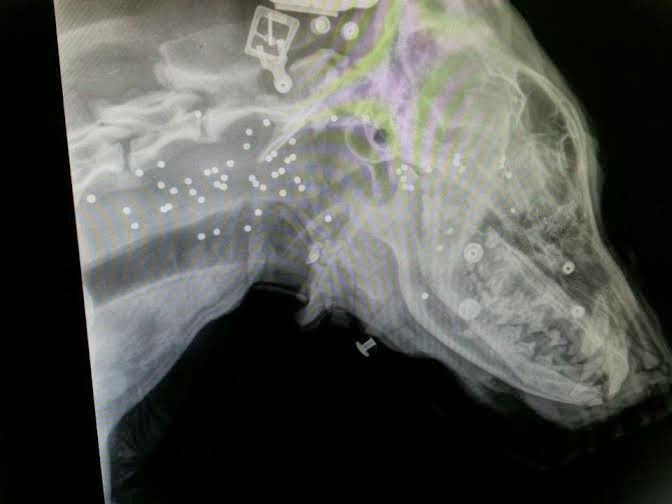 Η Φωτεινούλα, η σκυλίτσα που βρέθηκε πυροβολημένη στο κεφάλι στη Κλειτόρια Καλαβρύτων, χειρουργήθηκε και είναι καλά - Φωτογραφία 3