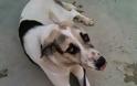 Η Φωτεινούλα, η σκυλίτσα που βρέθηκε πυροβολημένη στο κεφάλι στη Κλειτόρια Καλαβρύτων, χειρουργήθηκε και είναι καλά - Φωτογραφία 1
