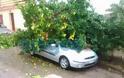 Δέντρο καταπλάκωσε αυτοκίνητο στην Ηλεία - Δείτε φωτο - Φωτογραφία 1