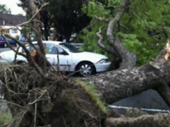 Δέντρο έπεσε στη Λεωφόρο Αλεξάνδρας και προκάλεσε κυκλοφοριακά προβλήματα - Φωτογραφία 1
