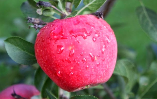 Δημιουργήθηκε μήλο «με ανθρακικό»! - Φωτογραφία 1