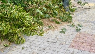 Πτώση δέντρου στην Ξάνθη μπροστά από την Πυροσβεστική! [video] - Φωτογραφία 1