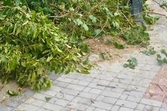 Πτώση δέντρου στην Ξάνθη μπροστά από την Πυροσβεστική! [video]